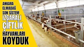 ANKARA ELMADAĞ Son sistem ızgaralı çiftlik Hayvanları koyduk￼ ￼