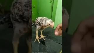 parrot beak long tail ll Eshwar Asil farm's
