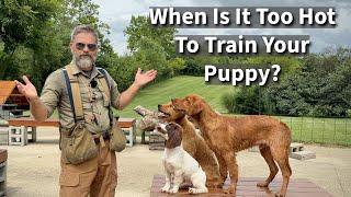 Is It Too Hot To Train My Golden Retriever? | Summertime Dog Training Guide