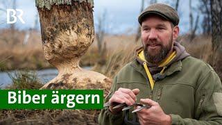 Biber ärgern für mehr Artenvielfalt und weniger Überschwemmungen | Naturschutz | Unser Land | BR