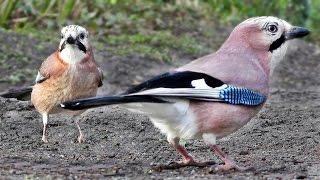 The Ultimate Videos of Birds for Cats To Watch