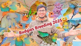 Budgies Breeding Progress New 2025 || मोहित भाई के बजरी तोतों की कॉलोनी ब्रीडिंग प्रोग्रेस देखें 