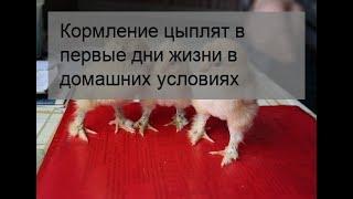 Кормление цыплят в первые дни жизни в домашних условиях