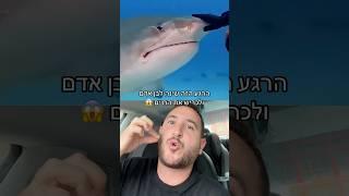החבר הכי טוב שלי הוא כריש 