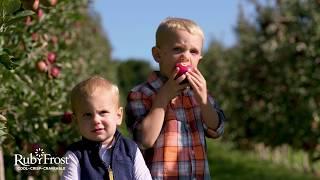 RubyFrost Apples- Great For Kids