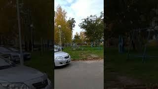 Лоси в городе!