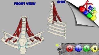 The Scalenes → Origins, Insertion, Action, and Innervation video || By: Kinesiology Kris