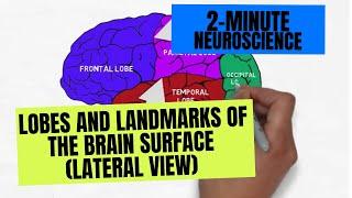 2-Minute Neuroscience: Lobes and Landmarks of the Brain Surface (Lateral View)