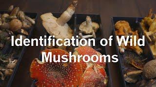 Identification of Wild Mushrooms 