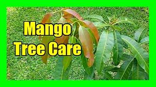 Mango Tree Care: Mango Plant Pruning, Mango Flower Drop Control,  Mango Flowering Spray