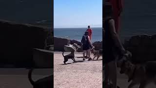 il caldo fa brutti scherzi #dog #fight #punch