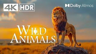 ULTIMATE WILD ANIMALS (4K HDR) 60 FPS - 4K Video