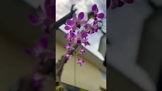 #orchids #statusvideo #guppies #orchid #orchidlovers #love #flowers #house #lovestatus #love ️