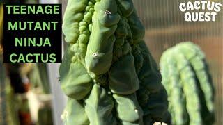 Down the Trichocereus rabbit hole. Cactus Mutants & San Pedro w/ special guest @Prickocereus
