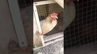 my hen's cage setup zeshan pets info