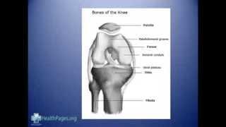 Knee Anatomy-Tendons, Ligaments, Bones, Cartilage, Joint