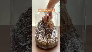 Building a Crystal Terrarium (Self Sufficient Ecosystem With Plants In Closed Jar)