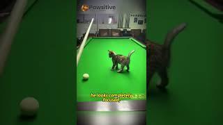 He Was a Stray.Now He's the Star of the Pool Table #cat #adoptstrays
