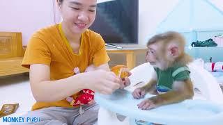 Pupu Monkey Discovers Nguyen is in Love with Baby Monkey Poki