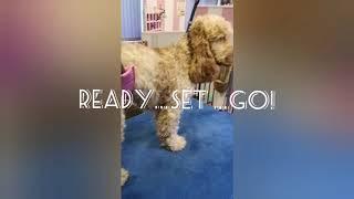 How to use Colin Taylor Grooming Fast Dry Spray