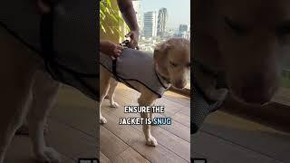 How to use Zoof summer cooling jacket?