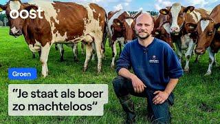 Koeien van boer Sám hard getroffen door blauwtongvirus | Oost