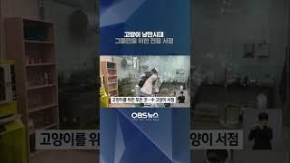 고양이들을 위한 전용 서점 #shorts