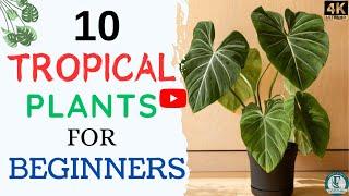 10 Easy To Grow Tropical Plants | Tropical Indoor Plants | Tropical Houseplants For Beginners.