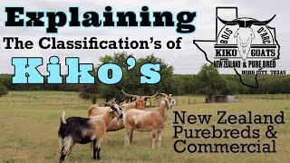 Explaining the classification of Kiko’s | Kiko Meat Goats | Seeing breeding signs