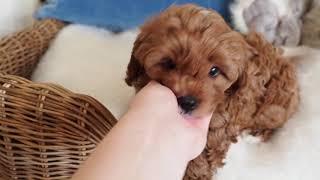 Ava's Toy Cavoodle Boy 5124 - Pocket Puppies