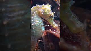 The Tiny Seahorse with a Big Secret!  #curiosphere #shorts