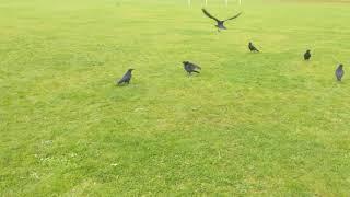 Feeding Bute Park Crows