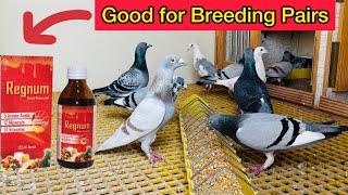 Breeding tips for Racing Pigeons | Pakistani pigeon loft