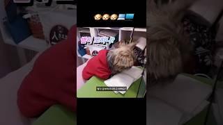 별이 모하니? 키우던 강아지에요. 지금은 곁에 없지만~ #강아지 #요키 #요크셔테리어 #귀여운영상 #재밌는영상
