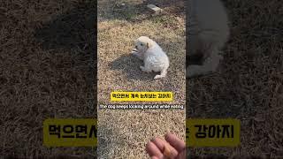 할머니랑 같이 사는 강아지 3탄