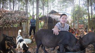 How The Wild Boars After 6 Months From My Brother Robert Donation. Amy Green forest life