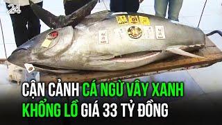 Cận cảnh cá ngừ vây xanh khổng lồ giá 33 tỷ đồng | VTV24