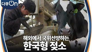 해외에서 국위선양하는 한국형 젖소  [다큐ON-Docu ON] | KBS 241130 방송