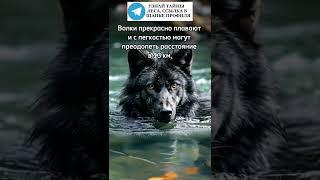 Волки прекрасно плавают #волк #волки #животные #лес #природа