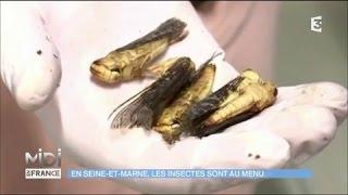 Jimini’s : les insectes comestibles