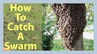 Beekeeping Catching A Swarm