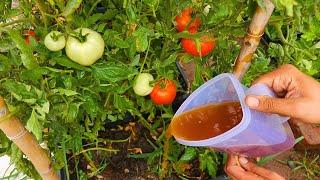 It Will Double Your Tomato Harvest with Incredibly Affordable Fertilizer, Just 2 Things Combined