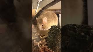 Saxtus the mouse eats a shredded carrot