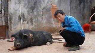 Haunong Brothers: This big boar is getting fat recently. It looks bored. Let me have a chat with it.