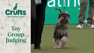 Toy Group Judging | Crufts 2024