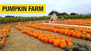 More than 50 Pumpkin Varieties at this Farm in Half Moon Bay