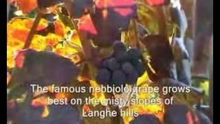 Red Wines of Italy