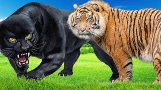 Animals In Jungle | Panther Vs Tiger Fighting Video | Panther Attacks Angry Tiger