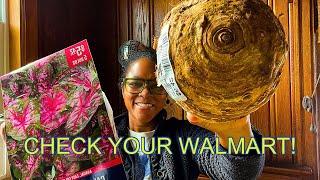 Walmart Garden Haul | Dollar Tree Garden Goods | Elephant Ear Bulbs | Caladium Bulbs | Edible Garden