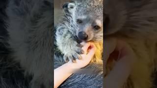 90% людей не знают это животное  #милыеживотные #животные